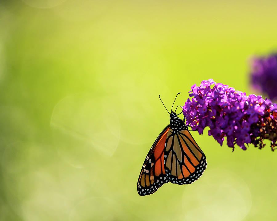 Glowing Monarch Photograph by Jobi Cates - Fine Art America