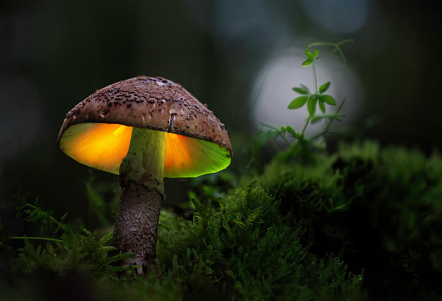Glowing mushroom autumn fairy tail Photograph by Dirk Ercken