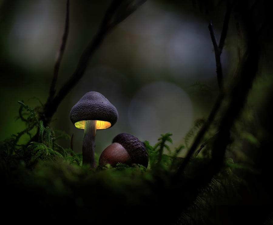 Glowing mushroom fantasy Photograph by Dirk Ercken