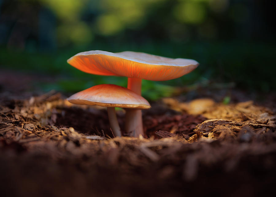 Glowing Mushroom Photograph by Hal Mitzenmacher