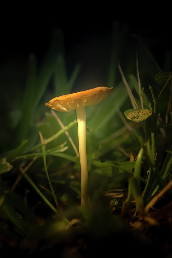 Glowing Mushroom Photograph by Mark Andrew Thomas