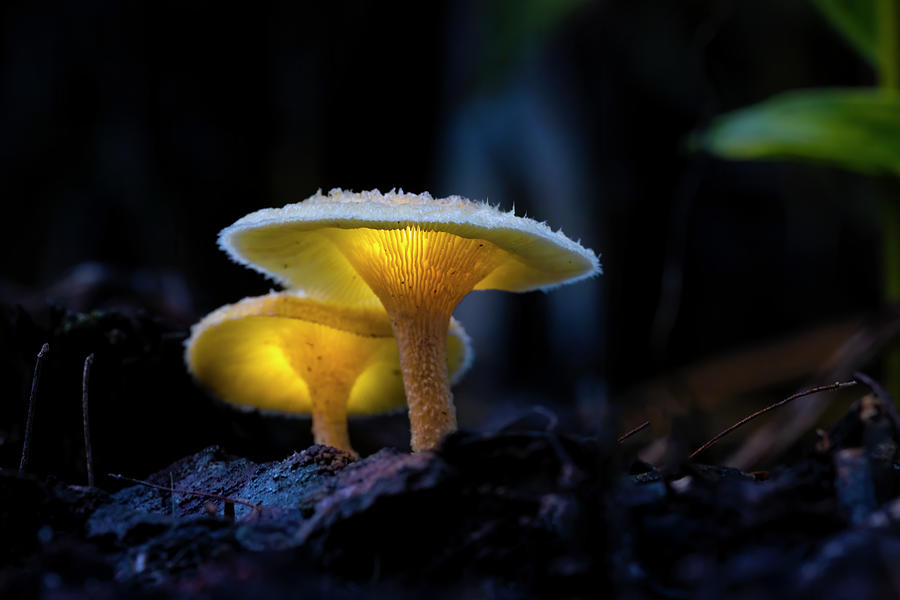 Glowing Mushrooms in the Forest Photograph by Mark Andrew Thomas