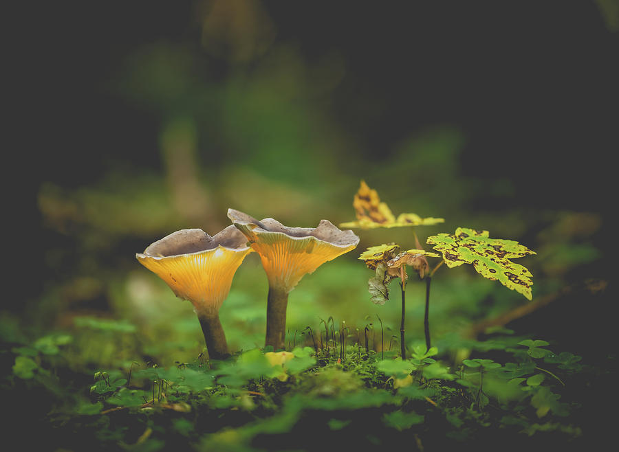 Avatar Photograph - Glowing Mushrooms by Silviu Dascalu