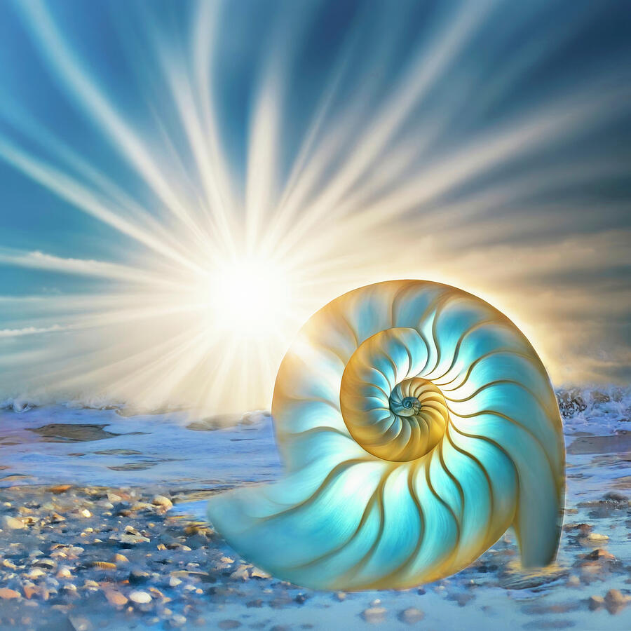 Glowing Nautilus Digital Art by Donna Kennedy