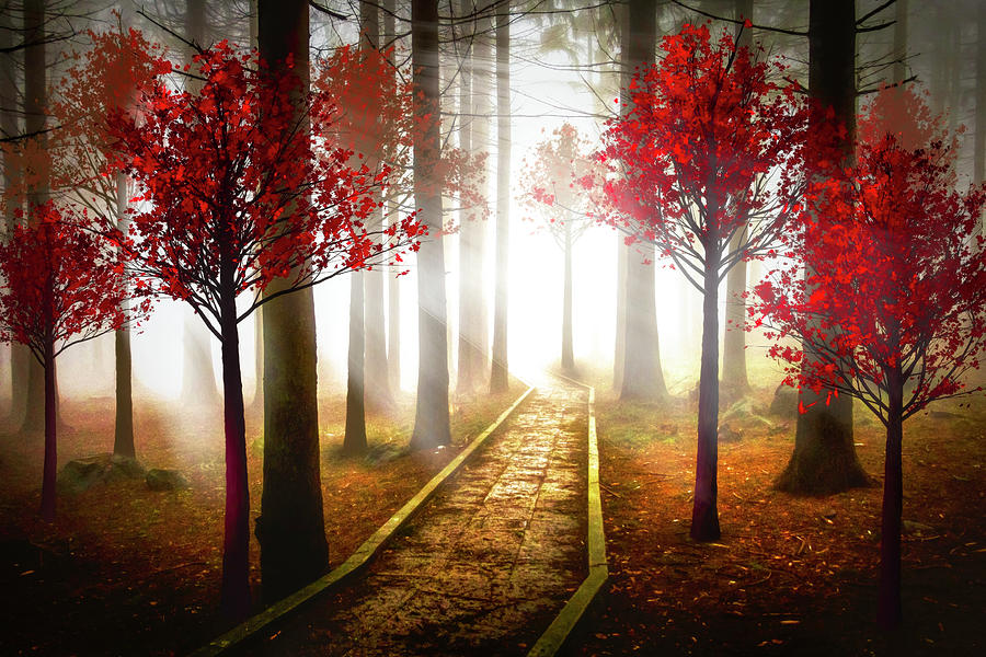 Glowing on the Forest Path at Dawn Digital Art by Debra and Dave Vanderlaan