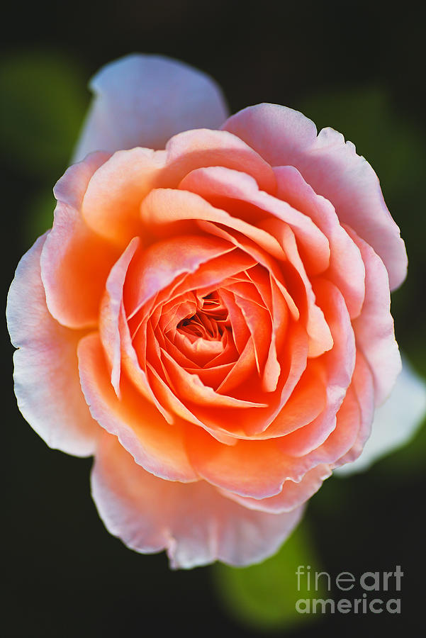 Glowing Orange and Pink Rose Photograph by Joy Watson