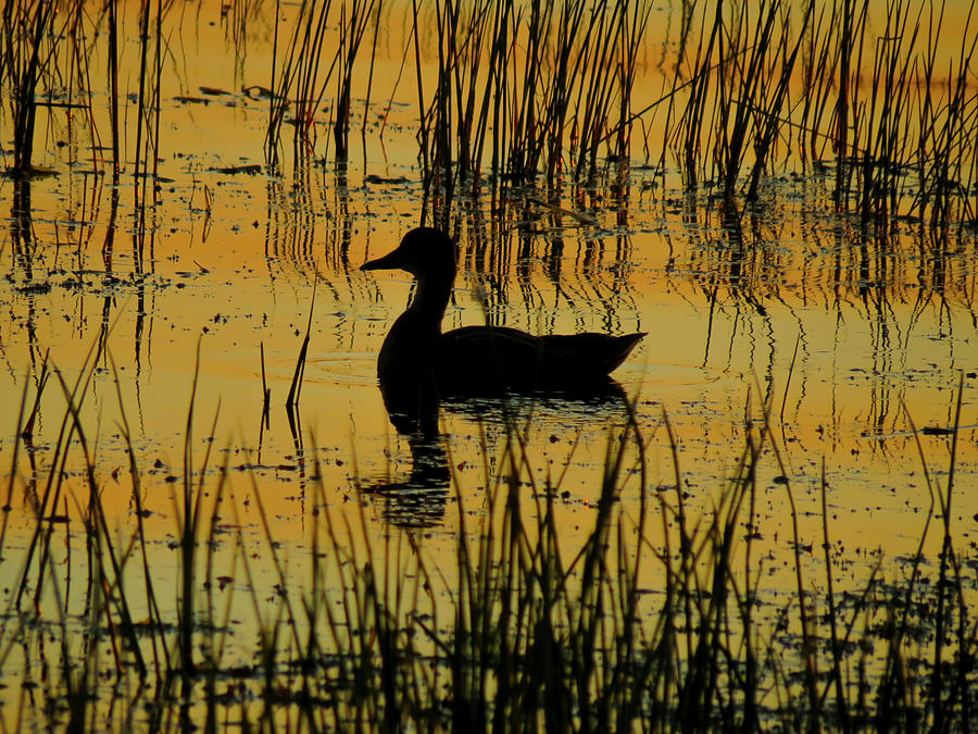 Glowing Orange Water with Duck Silhouette Photograph by Patti Deters