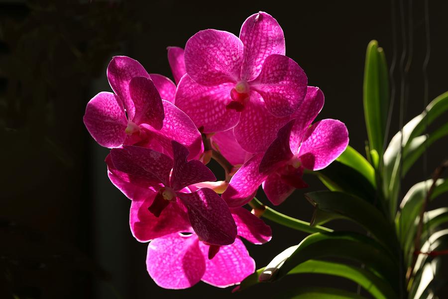 Glowing Orchid  Photograph by Mingming Jiang