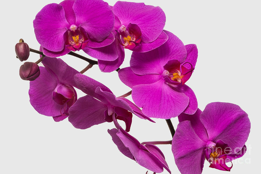 Glowing Orchid Photograph by Willie Harper