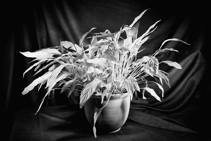 Glowing Peace Lily Photograph by Steven Nelson