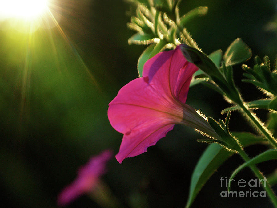 Glowing Petunia  Photograph by Dorothy Lee