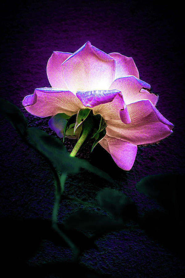 Glowing Pink Rose Photograph by W Craig Photography