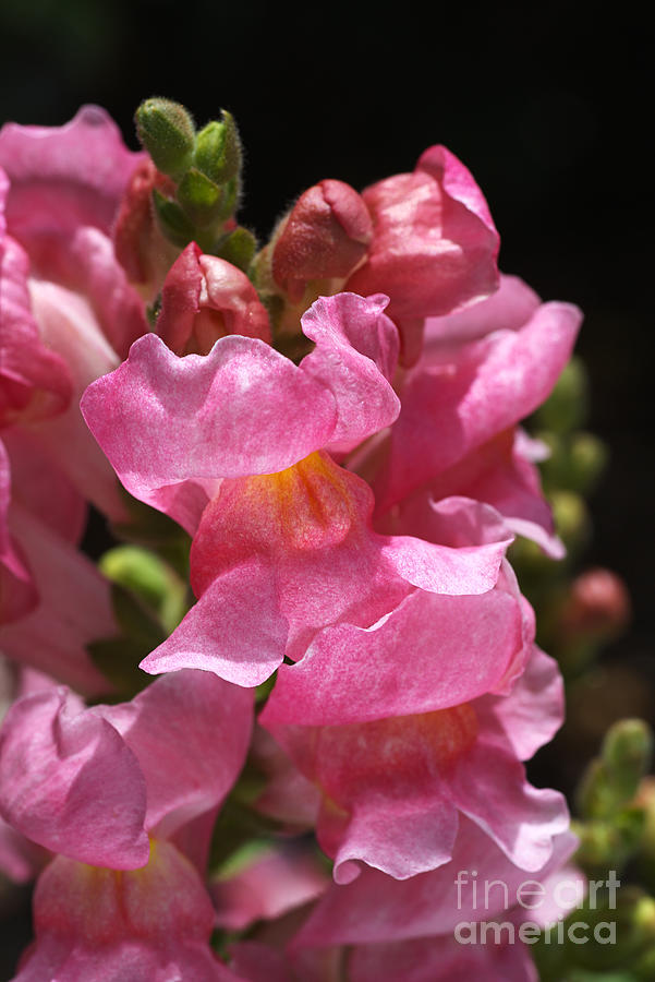 Glowing Pink Snapdragon Flowers Photograph by Joy Watson