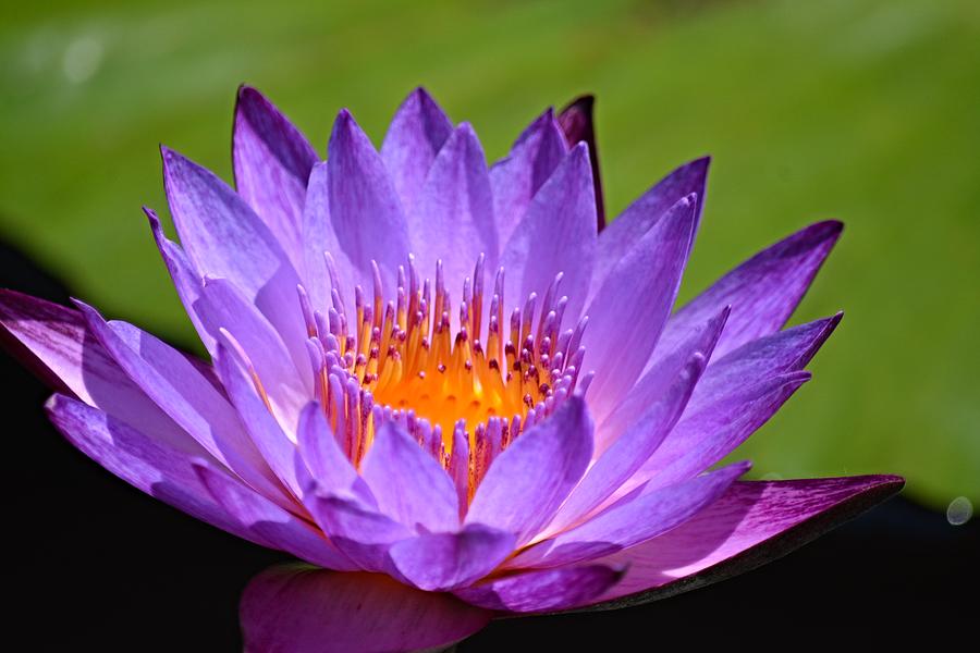 Glowing Purple - Waterlily Photograph by Deborah Nyman - Pixels