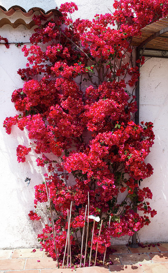 Glowing red bougainvillea in front of a white wall Photograph by Jean-Luc Farges