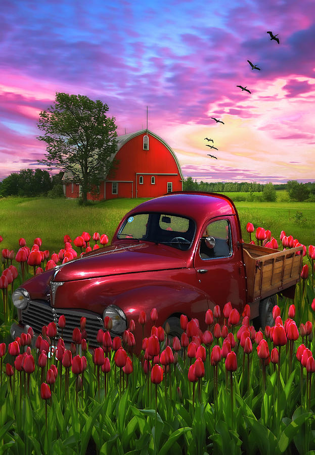Glowing Red Tulips Red Truck Red Barn Photograph by Debra and Dave Vanderlaan