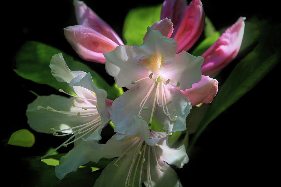 Glowing Rhododendrons Photograph by Donna Kennedy