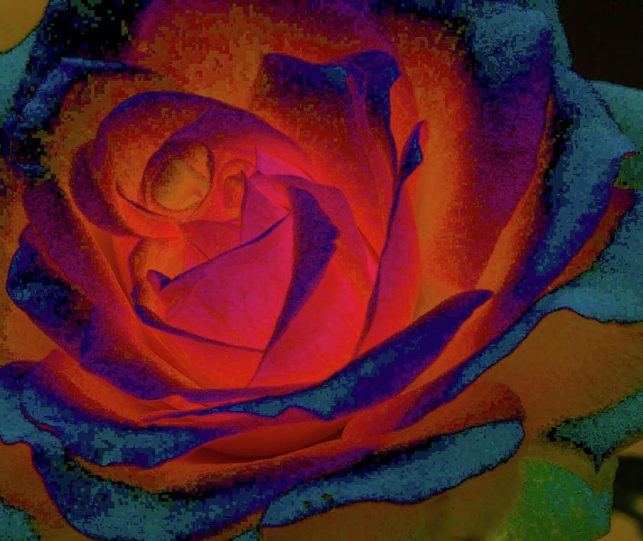 Glowing Rose Photograph by Mingming Jiang