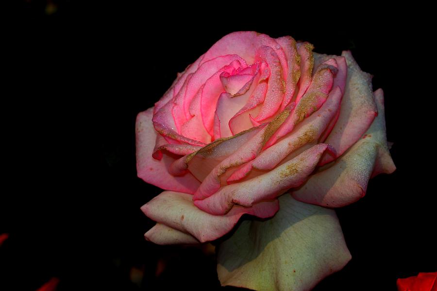 Glowing Rose Photograph
