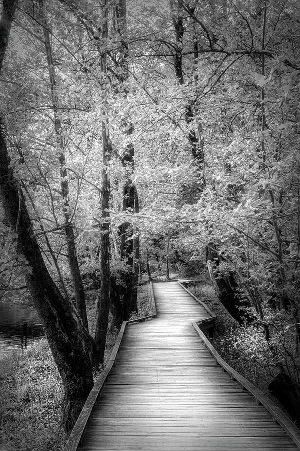 Glowing Spring Walk Black and White Photograph by Debra and Dave Vanderlaan