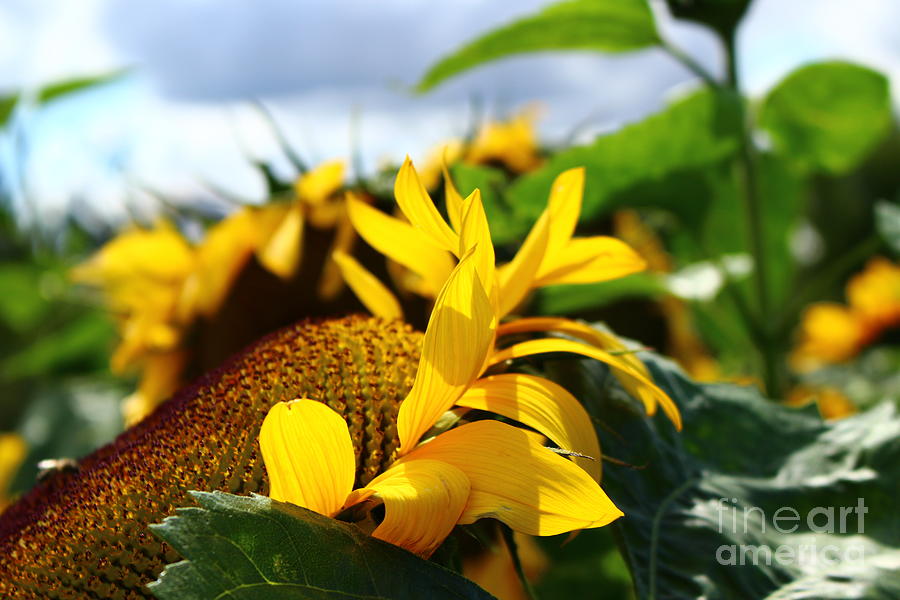 Glowing Sunflower Petals Photograph