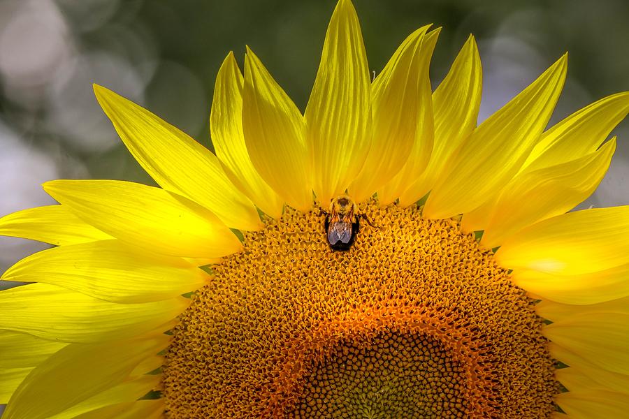 Glowing Sunflower  Photograph by Susan Rydberg