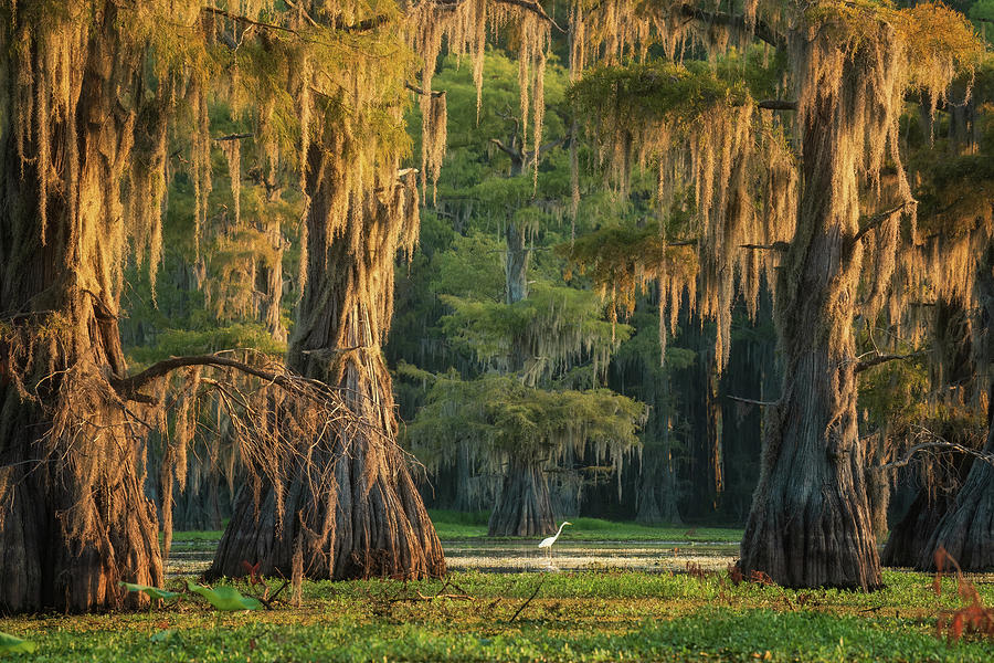 Glowing swamp Photograph by Martin Podt | Pixels