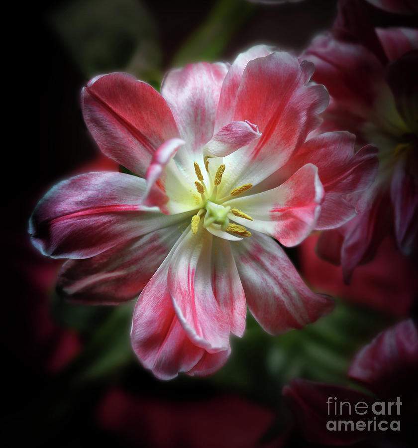 Glowing Tulip Photograph by Neala McCarten