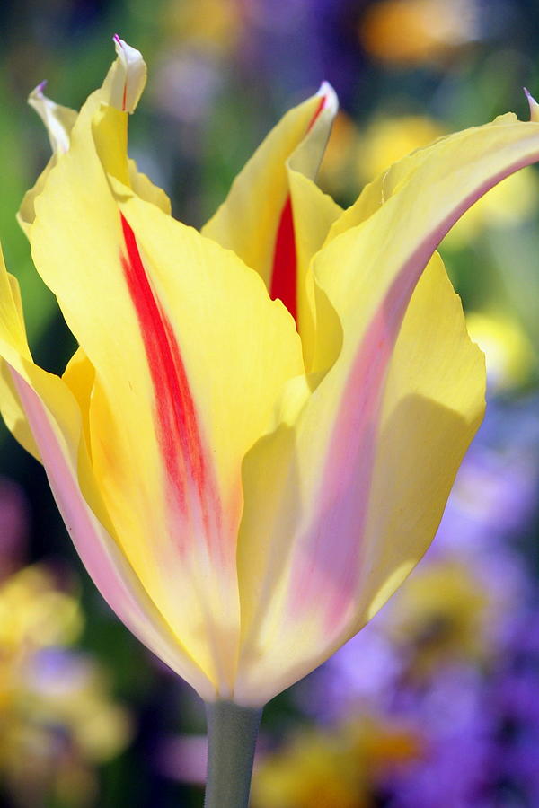 Glowing Tulip Photograph by Steffani GreenLeaf