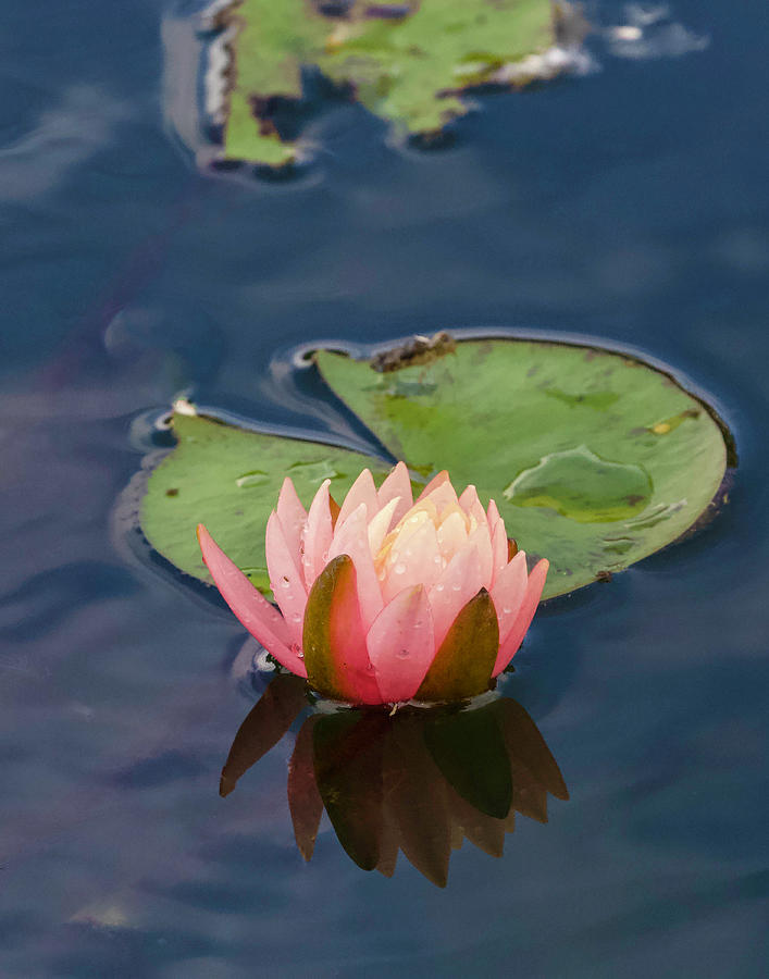 Glowing Water Lily  Photograph by Shirley Dutchkowski