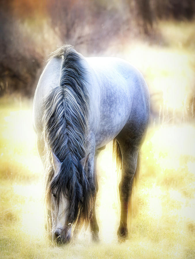 Glowing Wild Horse North Dakota Photograph by Dan Sproul