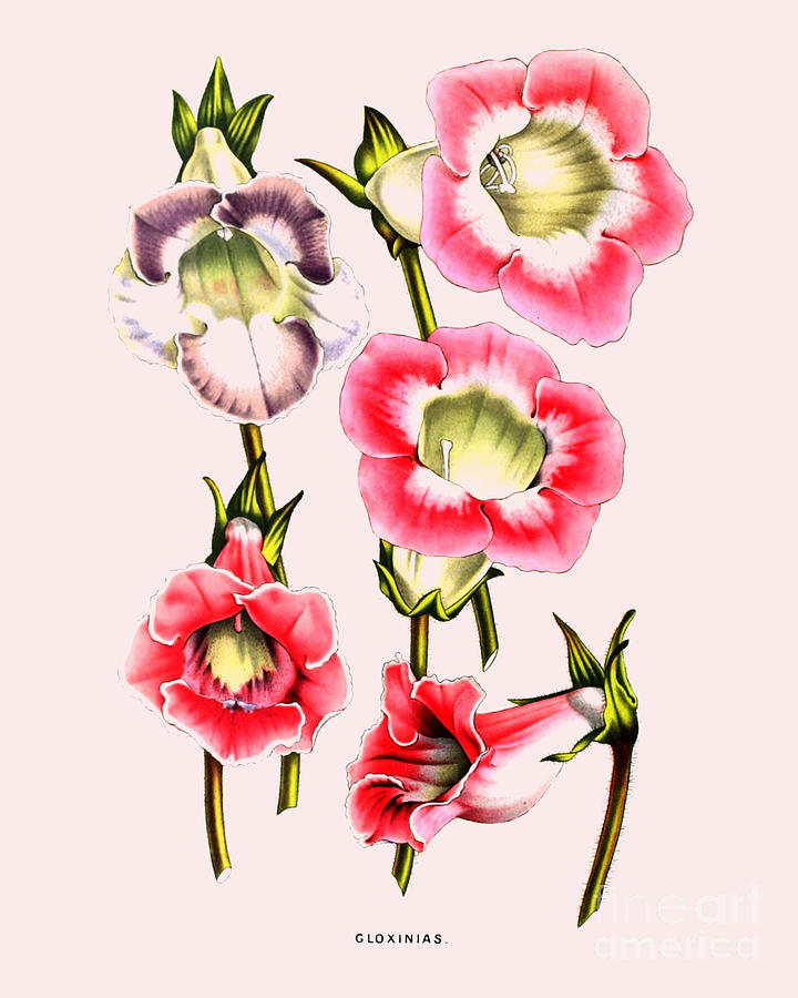 Flower Digital Art - Gloxinia Flowers by Madame Memento
