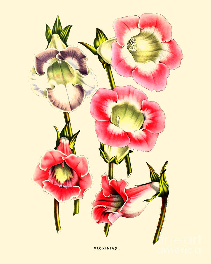 Flower Digital Art - Gloxinias by Madame Memento