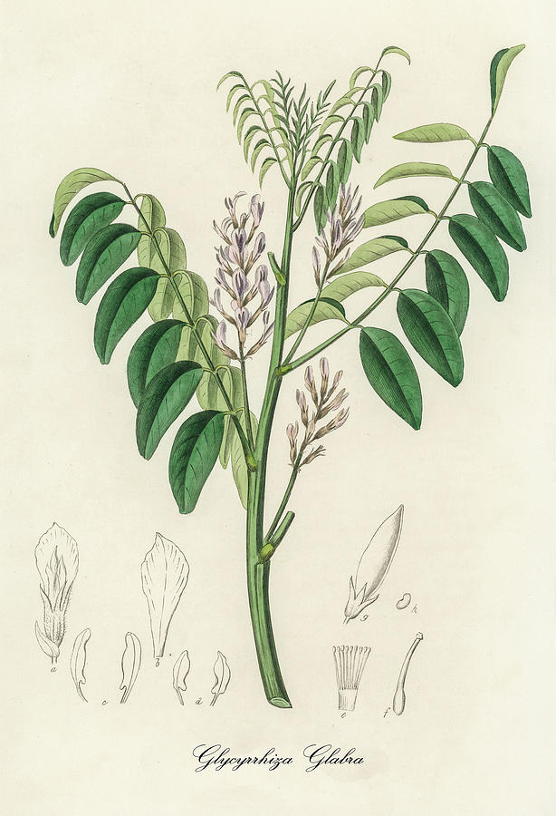 Nature Digital Art - Glycyrrhiza Glabra - Liquorice - Medical Botany - Vintage Botanical Illustration - Plants and Herbs by Studio Grafiikka