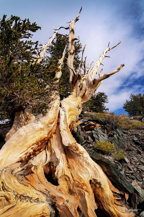 Gnarled and Alive Photograph by Ryan Huebel