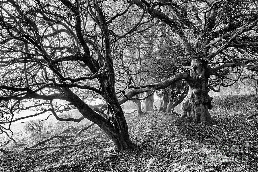 Gnarled Beech Monochrome Photograph by Tim Gainey