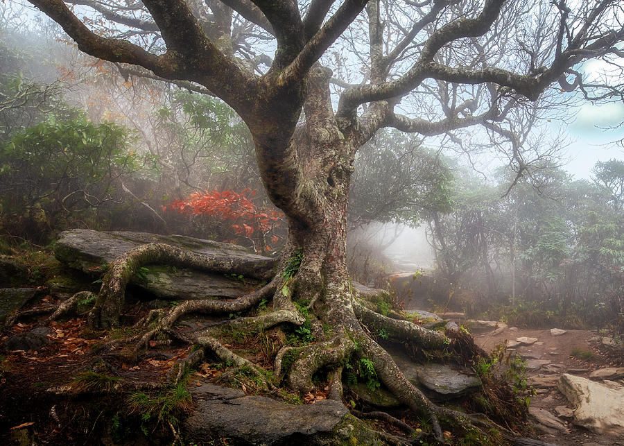 Gnarled Beech Tree Photograph by C  Renee Martin