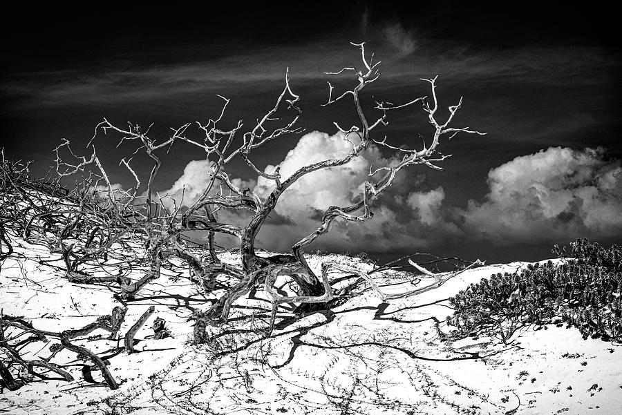 Gnarled Branches Of Aruba Bw Photograph