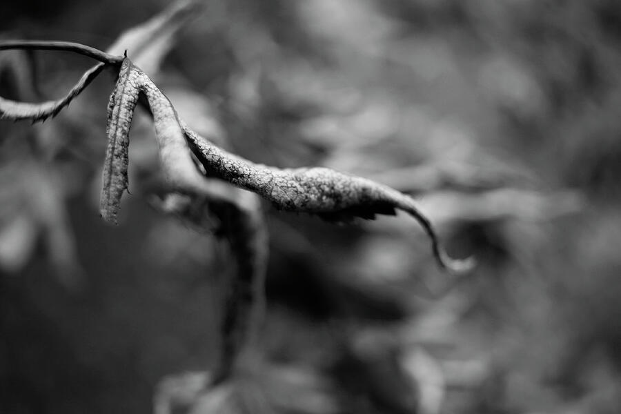 Gnarled - December 2024 Photograph by Joseph A Langley Gnarled - December 2024 Photograph by Joseph A Langley