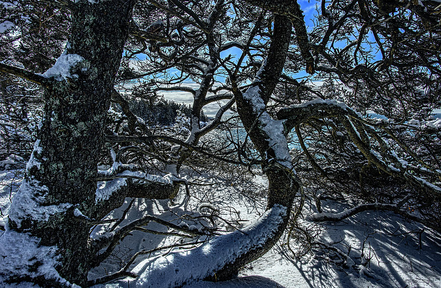 Gnarled Jack Pine On Schoodic Bedrock Photograph by Marty Saccone