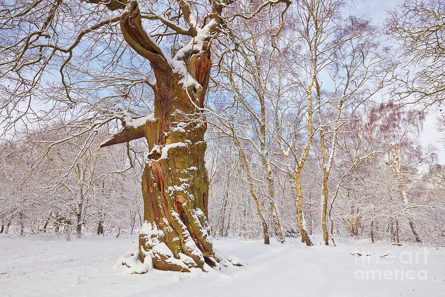 Gnarled oak tree in fresh snow, Sherwood Forest, Nottingham, England Photograph by Neale And Judith Clark