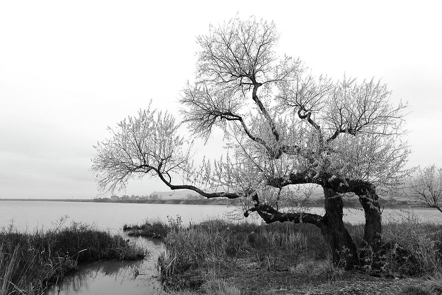 Gnarled Old Grey Russian Black and White Photograph by David Andersen