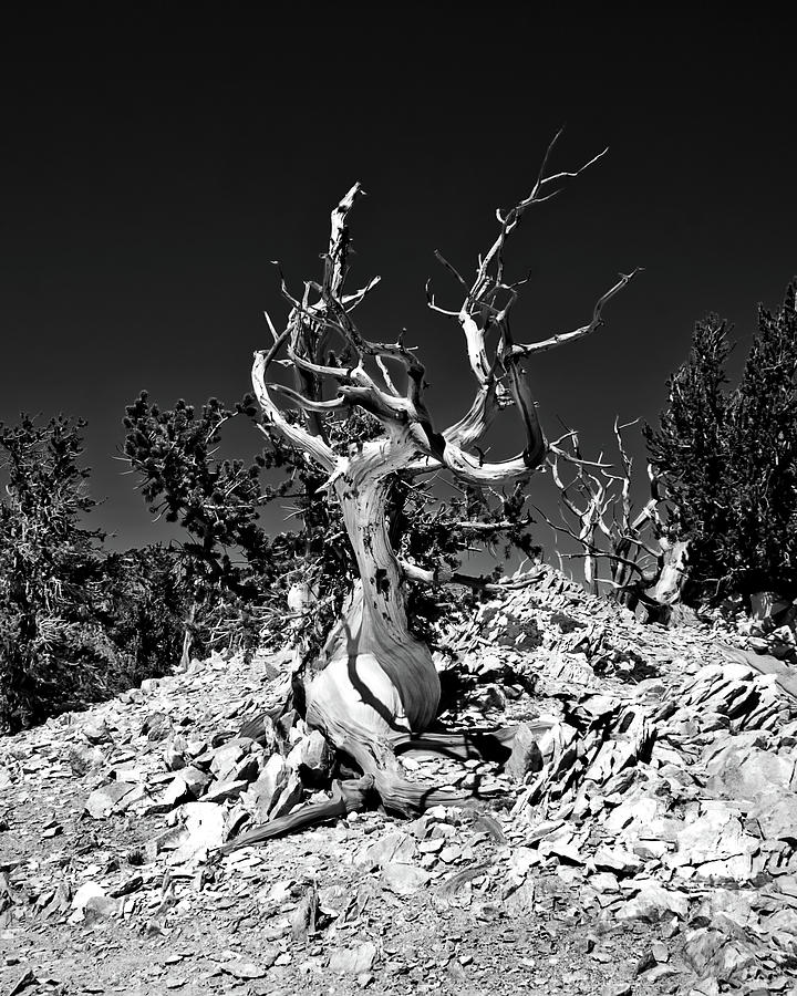 Gnarled Reach Photograph by American Landscapes