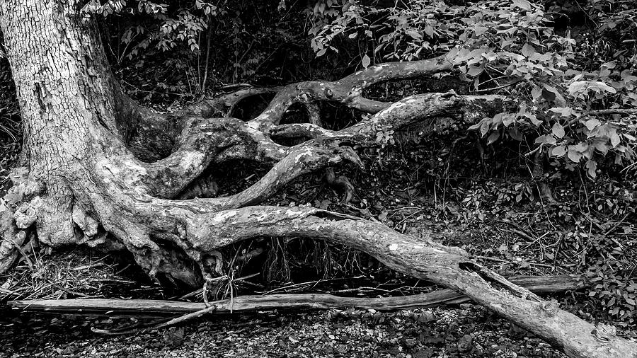 Gnarled Roots of Life Photograph by Harold Rau