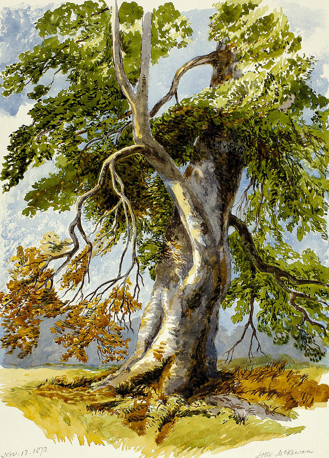 Gnarled Tree Drawing by After David Hall McKewan