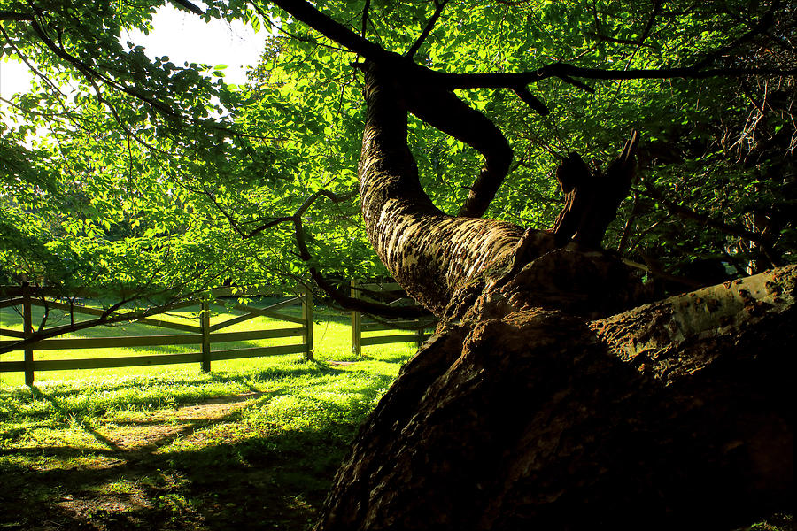 Gnarled Tree and Rustic Fence in Golden Hour Photograph by Steve Ember