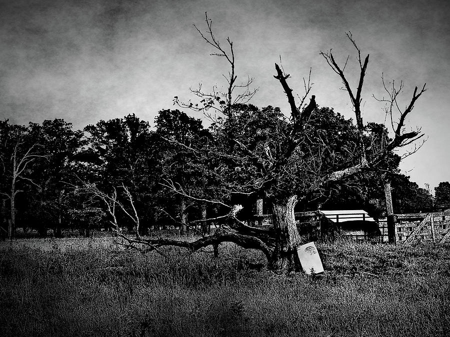 Gnarled Tree In A Field Photograph