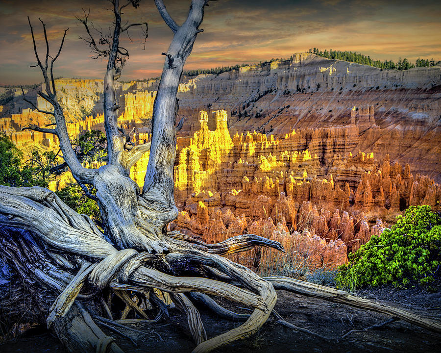 Gnarled Tree Trunk at Bryce Canyon Photograph by Randall Nyhof
