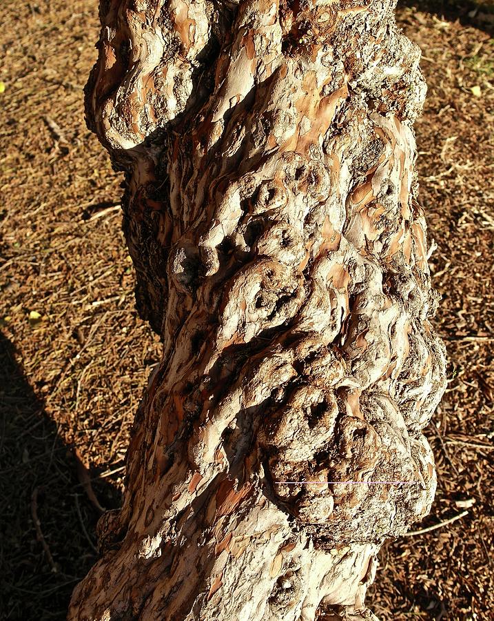 Gnarled Trunk Photograph by Michele Myers