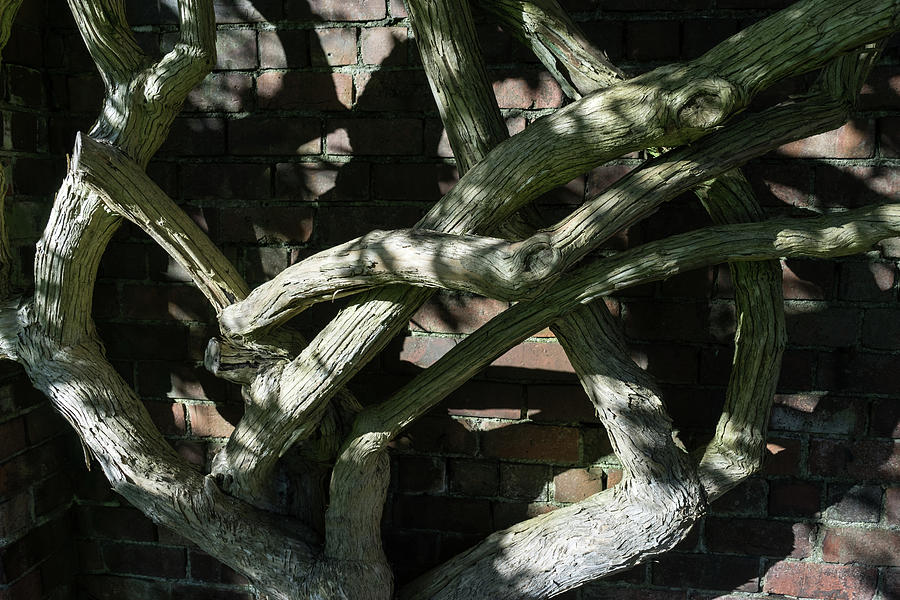 Gnarly and Twisted - Rough Tangled Tree Limbs Illuminated Photograph by Georgia Mizuleva